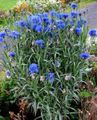 ლურჯი ბაღის ყვავილები Knapweed, ვარსკვლავი Thistle, ღიღილოს, Centaurea სურათი, გაშენების და აღწერა, მახასიათებლები და იზრდება