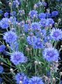 блакітны Садовыя Кветкі Васілёк Аднагадовы, Centaurea фота, вырошчванне і апісанне, характарыстыка і вырошчванне