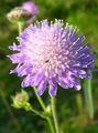 lilac Garden Flowers Knautia Photo, cultivation and description, characteristics and growing