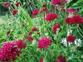 burgundy Garden Flowers Knautia Photo, cultivation and description, characteristics and growing