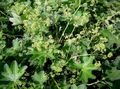 green Garden Flowers Lady's mantle, Alchemilla Photo, cultivation and description, characteristics and growing