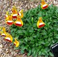 orange Lady's Slipper, Slipper Flower, Slipperwort, Pocketbook Plant, Pouch Flower, Calceolaria Photo, cultivation and description, characteristics and growing