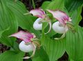 pink Garden Flowers Lady Slipper Orchid, Cypripedium ventricosum Photo, cultivation and description, characteristics and growing