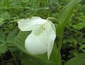 white Garden Flowers Lady Slipper Orchid, Cypripedium ventricosum Photo, cultivation and description, characteristics and growing