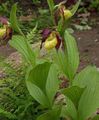 yellow Garden Flowers Lady Slipper Orchid, Cypripedium ventricosum Photo, cultivation and description, characteristics and growing