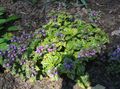 jorgovana Vrtne Cvjetovi Lamium, Mrtva Kopriva Foto, uzgajanje i opis, karakteristike i uzgoj