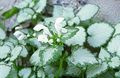 vit Trädgårdsblommor Lamium, Döda Nässlor Fil, uppodling och beskrivning, egenskaper och odling