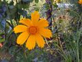 narančasta Vrtne Cvjetovi Lanceleaf Carevo Oko, Tickseed Carevo Oko, Coreopsis Foto, uzgajanje i opis, karakteristike i uzgoj