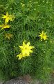 žuta Vrtne Cvjetovi Lanceleaf Carevo Oko, Tickseed Carevo Oko, Coreopsis Foto, uzgajanje i opis, karakteristike i uzgoj