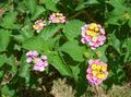 pink Garden Flowers Lantana Photo, cultivation and description, characteristics and growing