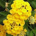 žuta Vrtne Cvjetovi Lantana Foto, uzgajanje i opis, karakteristike i uzgoj
