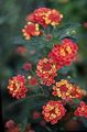 red Garden Flowers Lantana Photo, cultivation and description, characteristics and growing