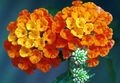 narančasta Vrtne Cvjetovi Lantana Foto, uzgajanje i opis, karakteristike i uzgoj