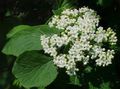 white Garden Flowers Lantana Photo, cultivation and description, characteristics and growing