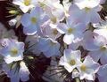 balts Liela Sīkziedu Floksis, Kalnu Floksis, California Floksis, Linanthus Foto, audzēšana un apraksts, raksturlielumi un augošs