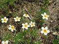 vit Storblommiga Flox, Berg Flox, Kalifornien Flox, Linanthus Fil, uppodling och beskrivning, egenskaper och odling