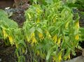 žuta Vrtne Cvjetovi Veliki Merrybells, Veliki Bellwort, Uvularia Foto, uzgajanje i opis, karakteristike i uzgoj