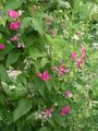 pink Garden Flowers Lathyrus tuberosus Photo, cultivation and description, characteristics and growing
