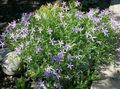 lilla I fiori da giardino Laurentia, Isotoma foto, la lavorazione e descrizione, caratteristiche e la coltivazione