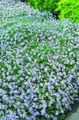 azzurro I fiori da giardino Laurentia, Isotoma foto, la lavorazione e descrizione, caratteristiche e la coltivazione
