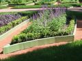 パープル 庭の花 ラベンダー, Lavandula フォト, 栽培 と 説明, 特性 と 成長