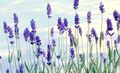 青 庭の花 ラベンダー, Lavandula フォト, 栽培 と 説明, 特性 と 成長
