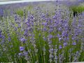 ライトブルー 庭の花 ラベンダー, Lavandula フォト, 栽培 と 説明, 特性 と 成長