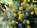 yellow Garden Flowers Lavender Cotton, Holy Herb, Ground Cypress, Petite Cypress, Green Santolina Photo, cultivation and description, characteristics and growing