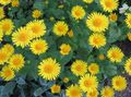 yellow Garden Flowers Leopard's bane, Doronicum orientale Photo, cultivation and description, characteristics and growing