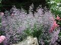 lilac Garden Flowers Lesser calamint, Calamintha Photo, cultivation and description, characteristics and growing