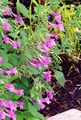 pink Garden Flowers Lesser calamint, Calamintha Photo, cultivation and description, characteristics and growing