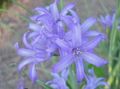 light blue Garden Flowers Lily-of-the-Altai, Lavender Mountain Lily, Siberian Lily, Sky Blue Mountain Lily, Tartar Lily, Ixiolirion Photo, cultivation and description, characteristics and growing