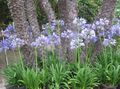 light blue Garden Flowers Lily of the Nile, African Lily, Agapanthus africanus Photo, cultivation and description, characteristics and growing