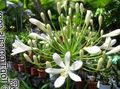 white Garden Flowers Lily of the Nile, African Lily, Agapanthus africanus Photo, cultivation and description, characteristics and growing
