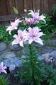lilac Garden Flowers Lily The Asiatic Hybrids, Lilium Photo, cultivation and description, characteristics and growing