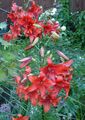 crvena Vrtne Cvjetovi Ljiljan Azijskog Hibrida, Lilium Foto, uzgajanje i opis, karakteristike i uzgoj
