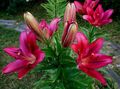 burgundy Garden Flowers Lily The Asiatic Hybrids, Lilium Photo, cultivation and description, characteristics and growing