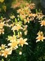 narančasta Vrtne Cvjetovi Ljiljan Azijskog Hibrida, Lilium Foto, uzgajanje i opis, karakteristike i uzgoj