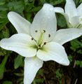 bijela Vrtne Cvjetovi Ljiljan Azijskog Hibrida, Lilium Foto, uzgajanje i opis, karakteristike i uzgoj
