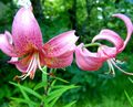 ružičasta Vrtne Cvjetovi Ljiljan Azijskog Hibrida, Lilium Foto, uzgajanje i opis, karakteristike i uzgoj