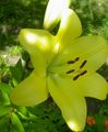 žuta Vrtne Cvjetovi Ljiljan Azijskog Hibrida, Lilium Foto, uzgajanje i opis, karakteristike i uzgoj