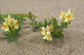 yellow Garden Flowers Linaria Photo, cultivation and description, characteristics and growing