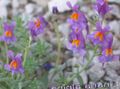 lilac Garden Flowers Linaria Photo, cultivation and description, characteristics and growing