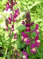 pink Garden Flowers Linaria bipartita Photo, cultivation and description, characteristics and growing