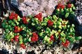 röd Trädgårdsblommor Lingon, Berg Tranbär, Foxberry, Vaccinium vitis-idaea Fil, uppodling och beskrivning, egenskaper och odling