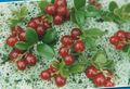 röd Trädgårdsblommor Lingon, Berg Tranbär, Foxberry, Vaccinium vitis-idaea Fil, uppodling och beskrivning, egenskaper och odling
