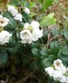 vit Trädgårdsblommor Lingon, Berg Tranbär, Foxberry, Vaccinium vitis-idaea Fil, uppodling och beskrivning, egenskaper och odling