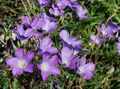 halványlila Kerti Virágok Linum Évelő fénykép, termesztés és leírás, jellemzők és növekvő