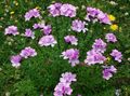 pink Garden Flowers Linum perennial Photo, cultivation and description, characteristics and growing