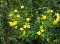 sárga Kerti Virágok Linum Évelő fénykép, termesztés és leírás, jellemzők és növekvő